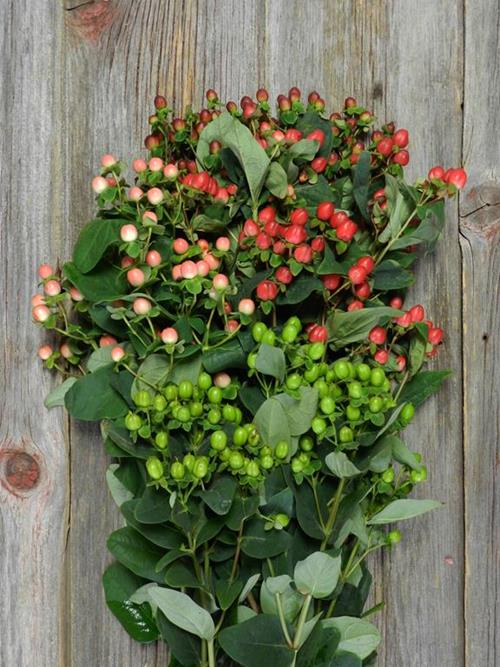 4 COLOR MIX W/  GREEN  ASSORTED HYPERICUM